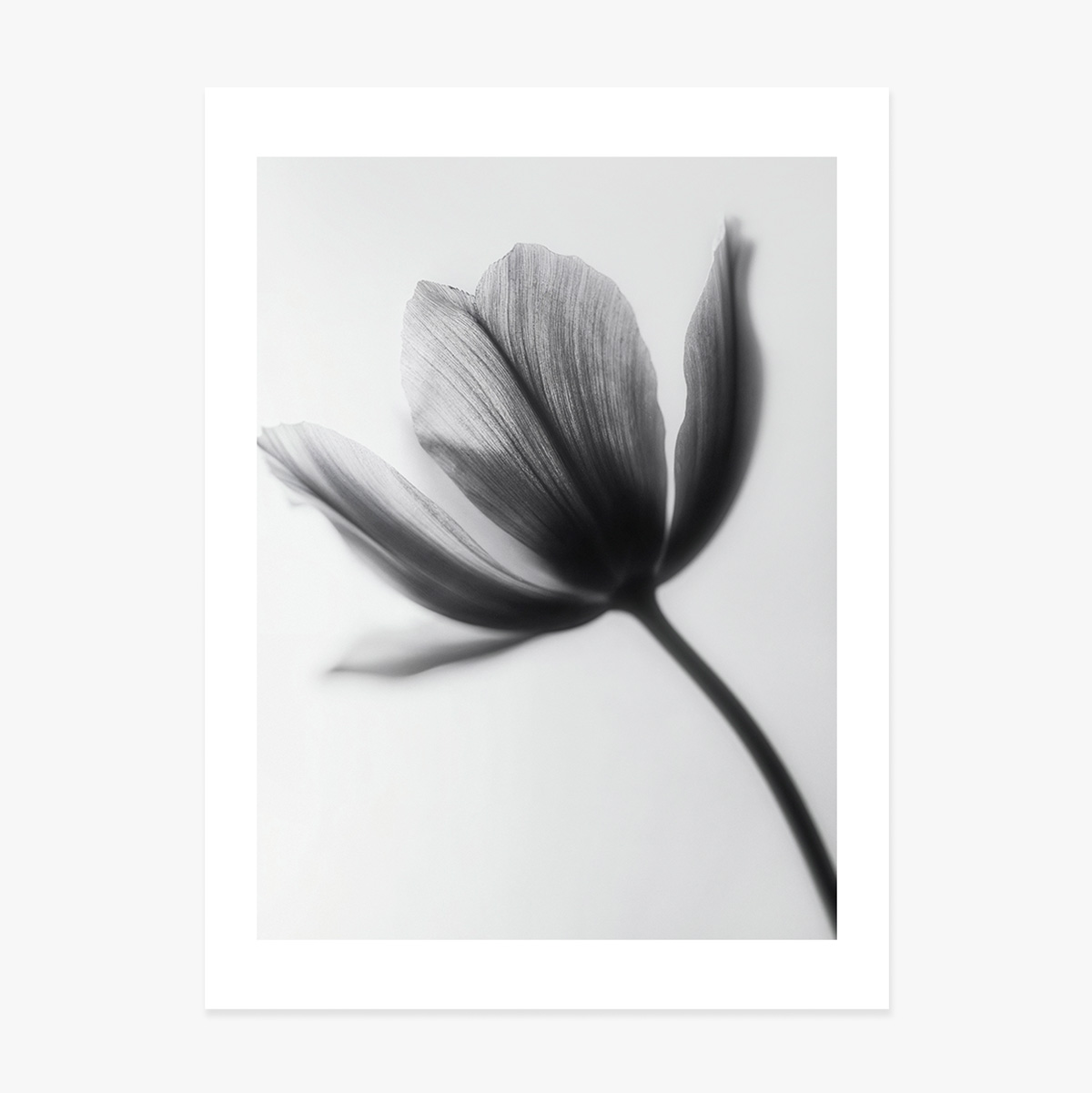 Affiche « Fleur en noir et blanc »