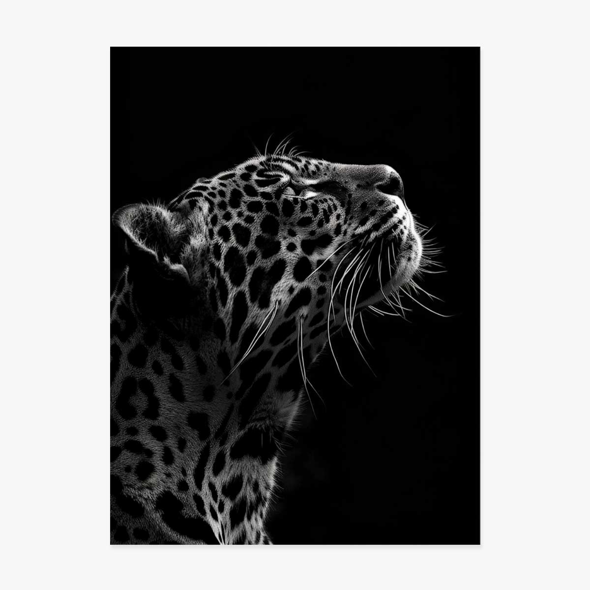 Poster: Zwart-witte Jaguar