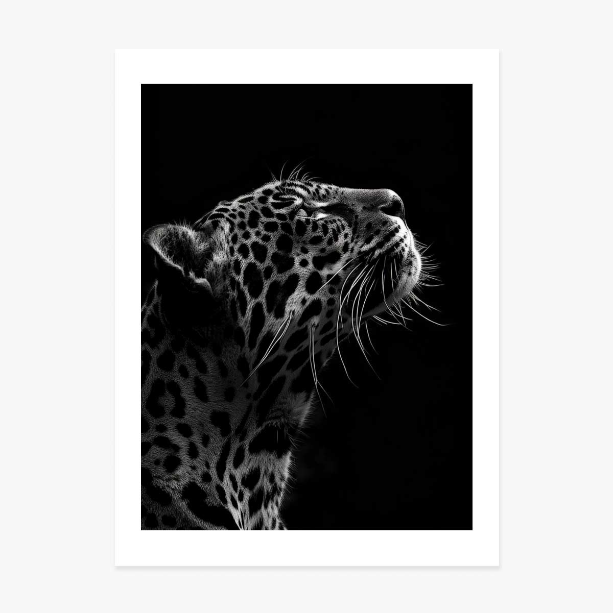 Poster: Zwart-witte Jaguar