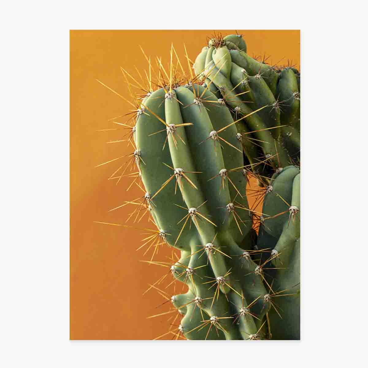 Cactusposter met kleurrijke achtergrond