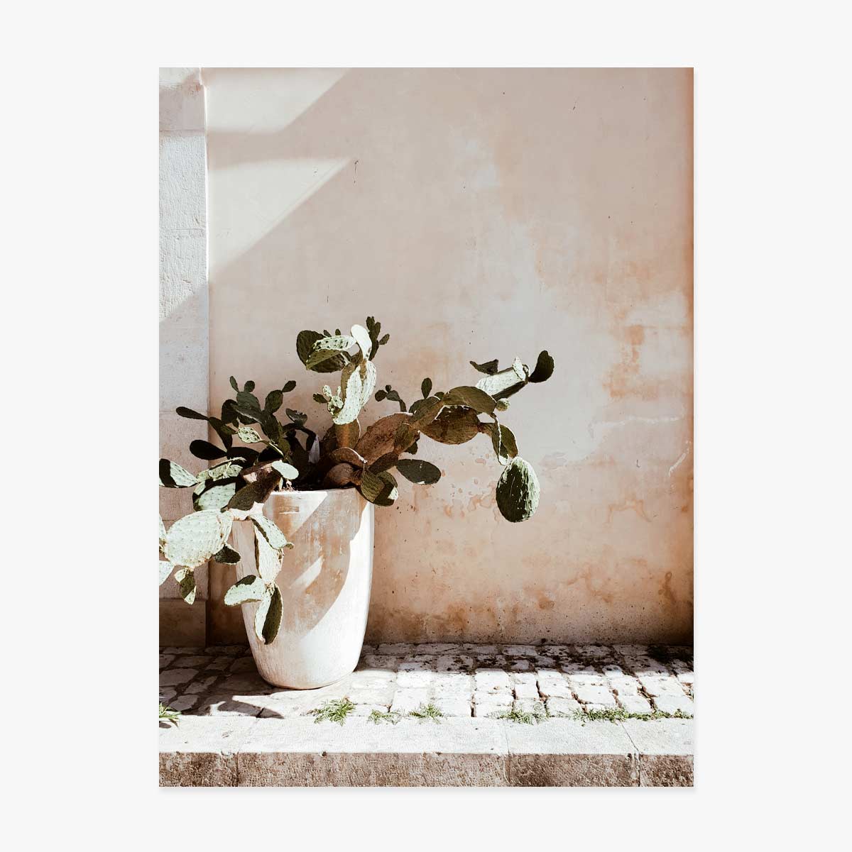 Affiche « Cactus »