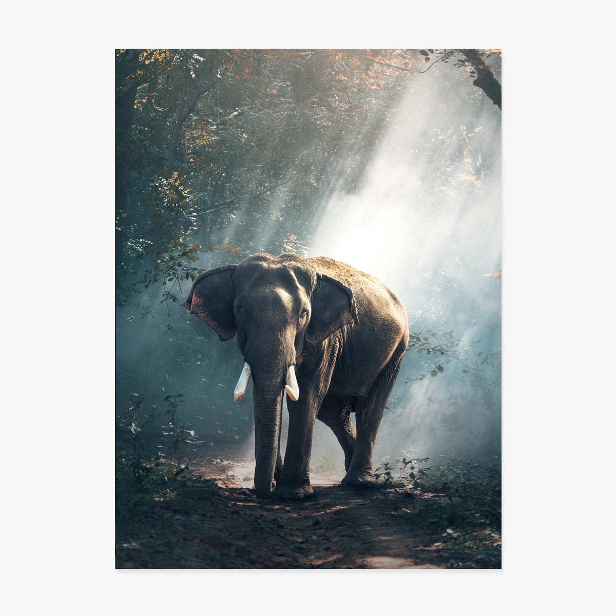 Affiche « Éléphant »