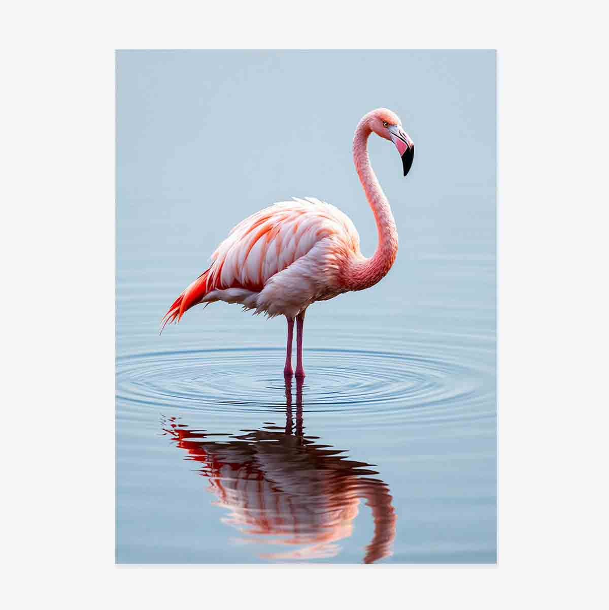 Affiche « Flamingo »