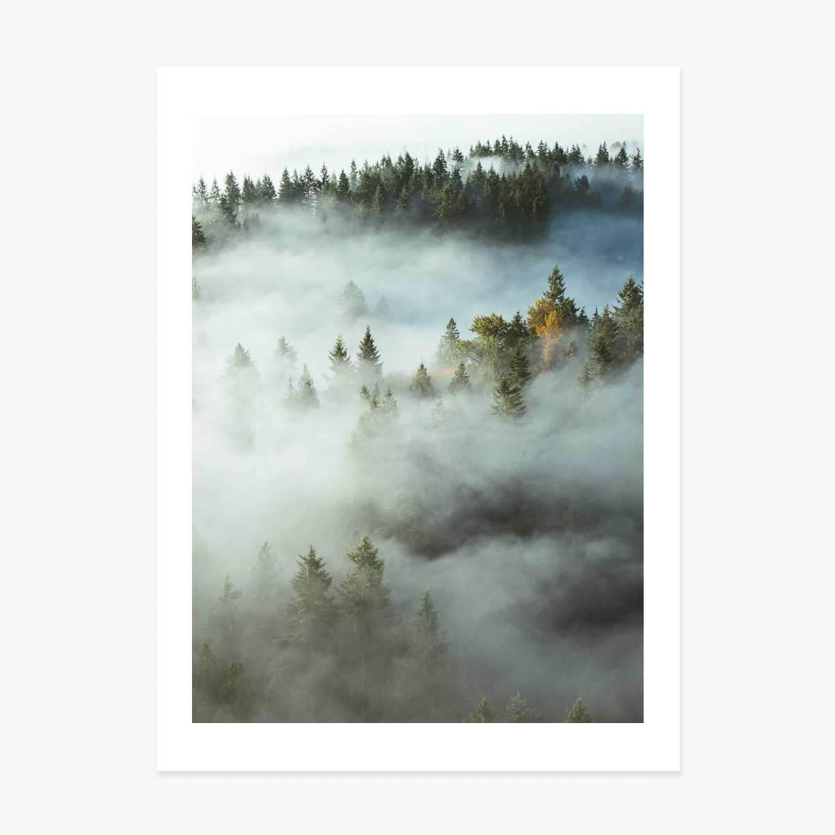 Affiche « Forest In Mist »