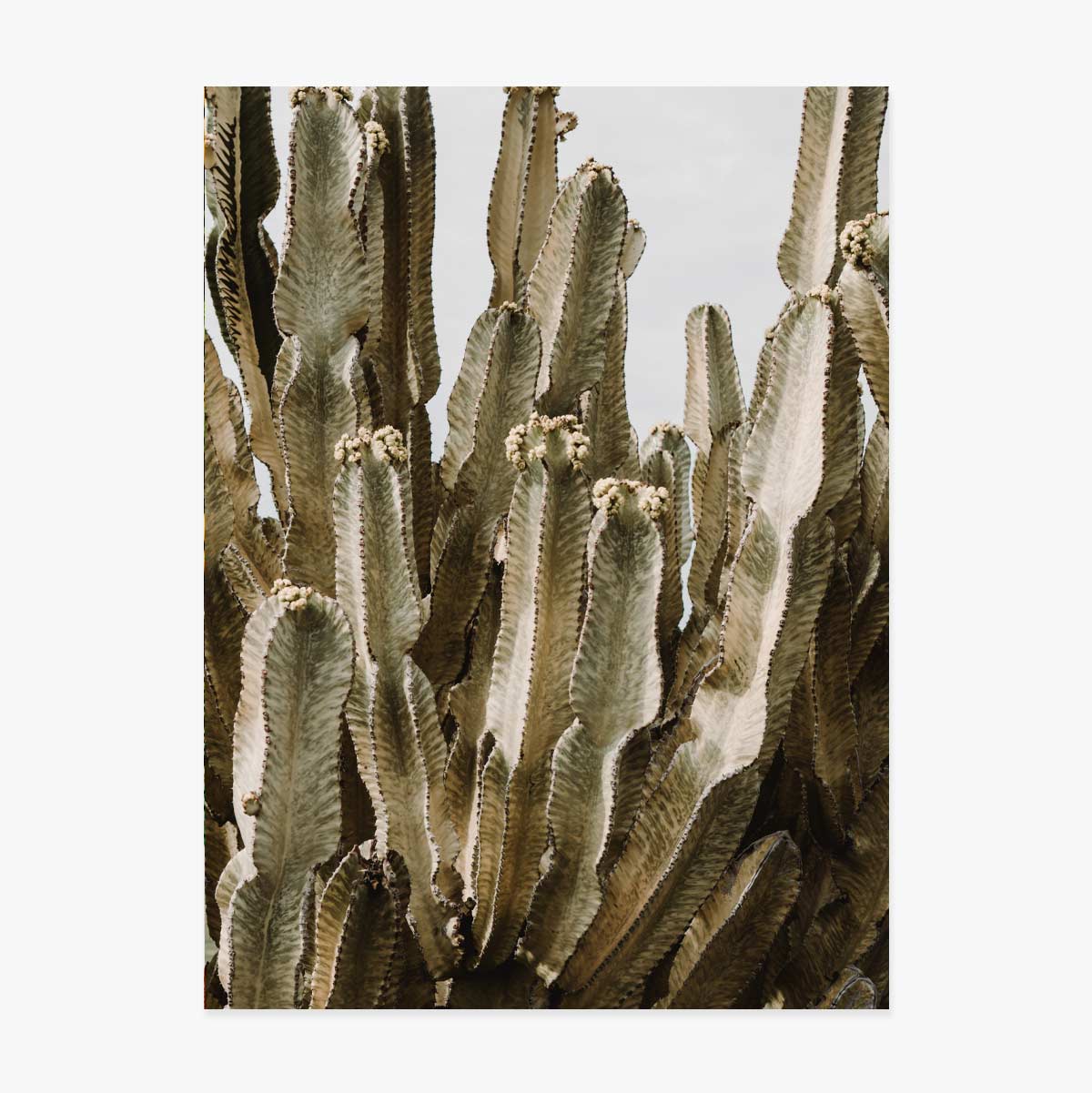 Poster met groene cactus