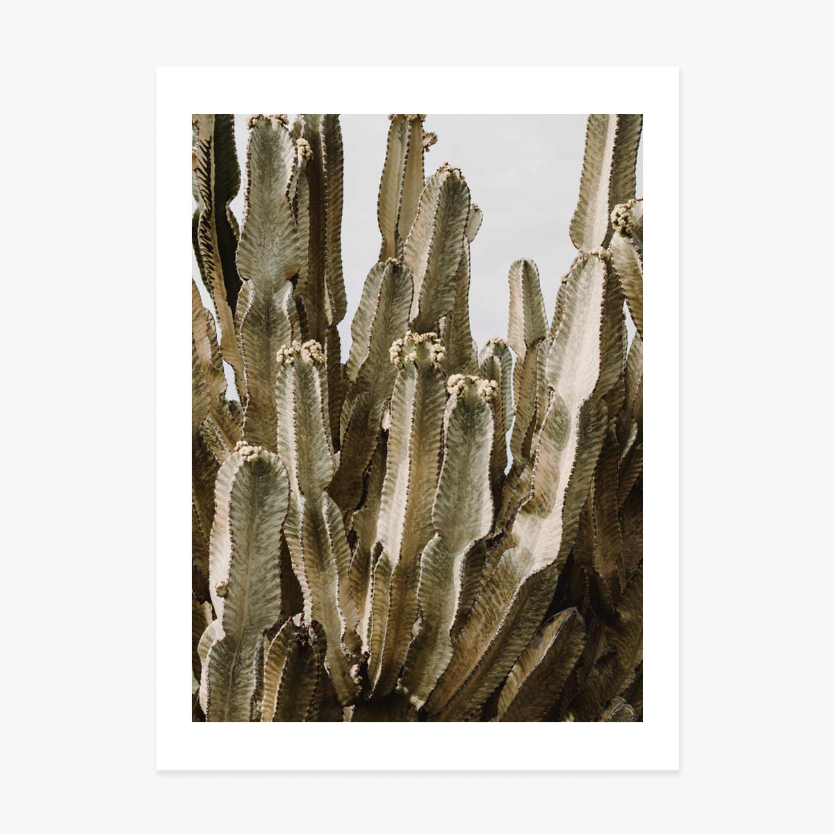 Poster met groene cactus