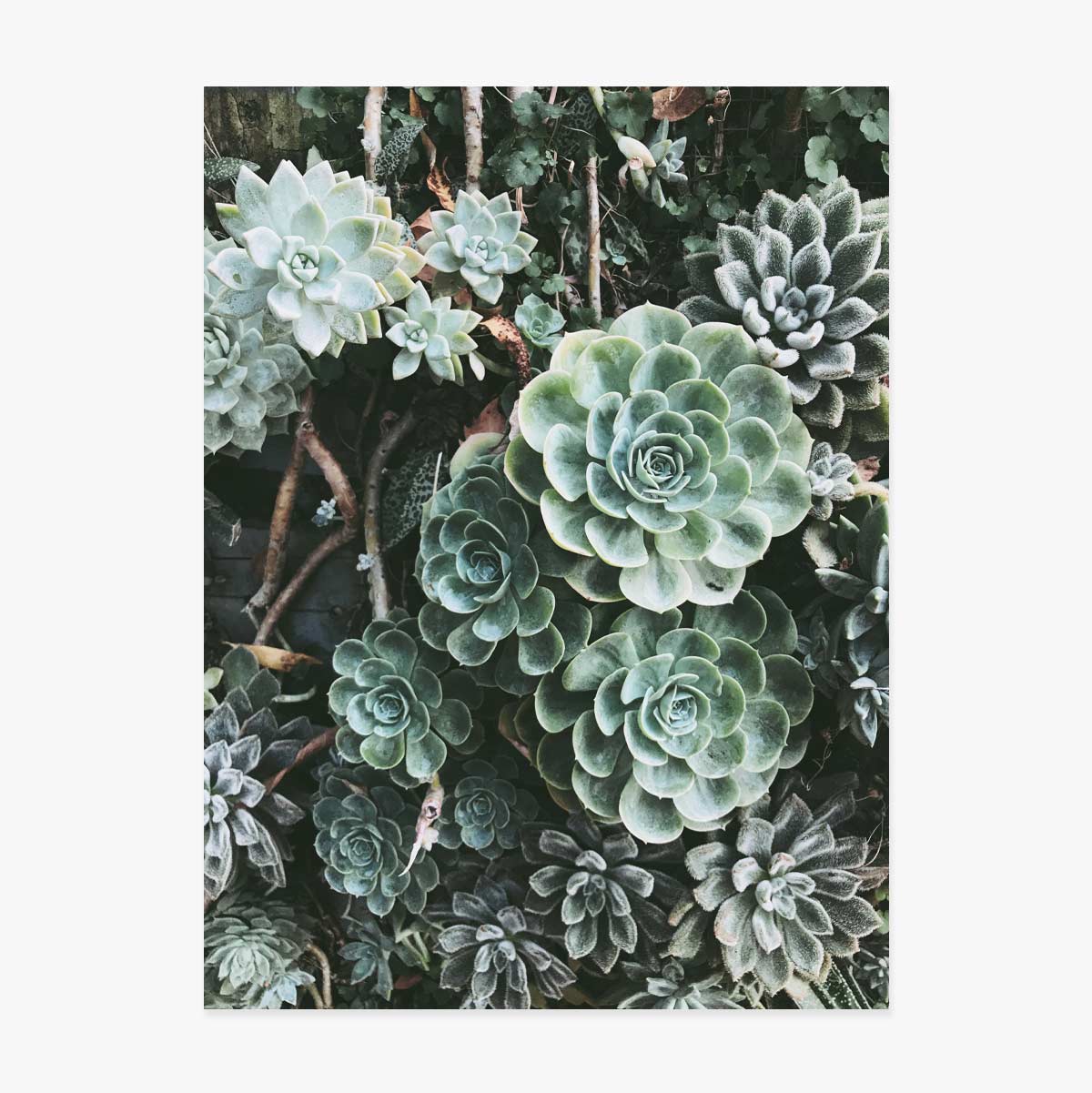Poster Groene planten