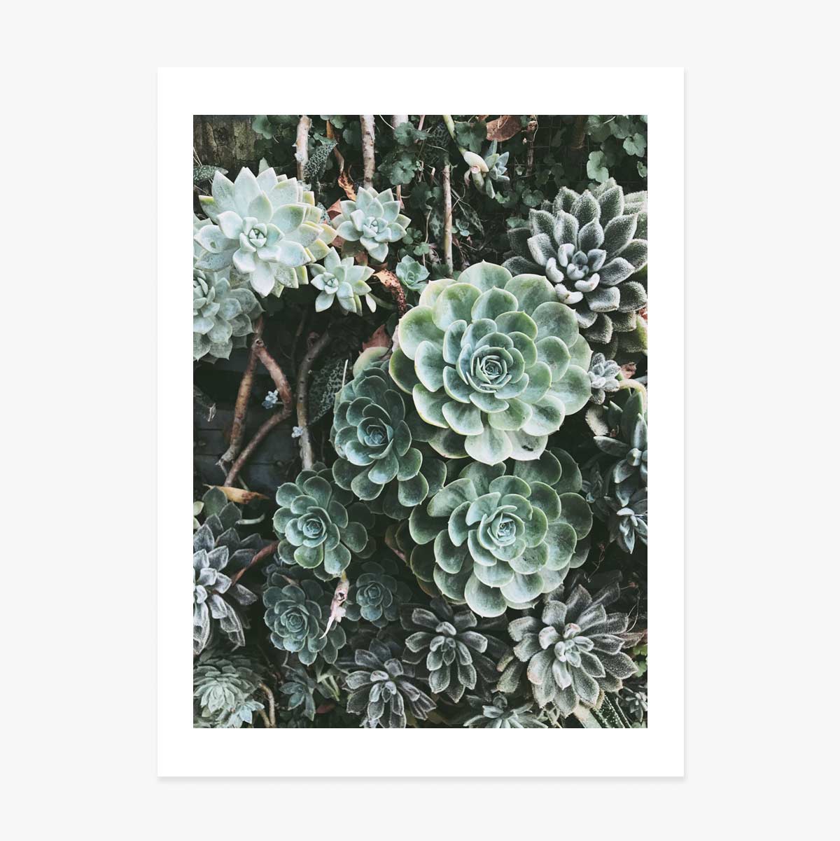 Poster Groene planten