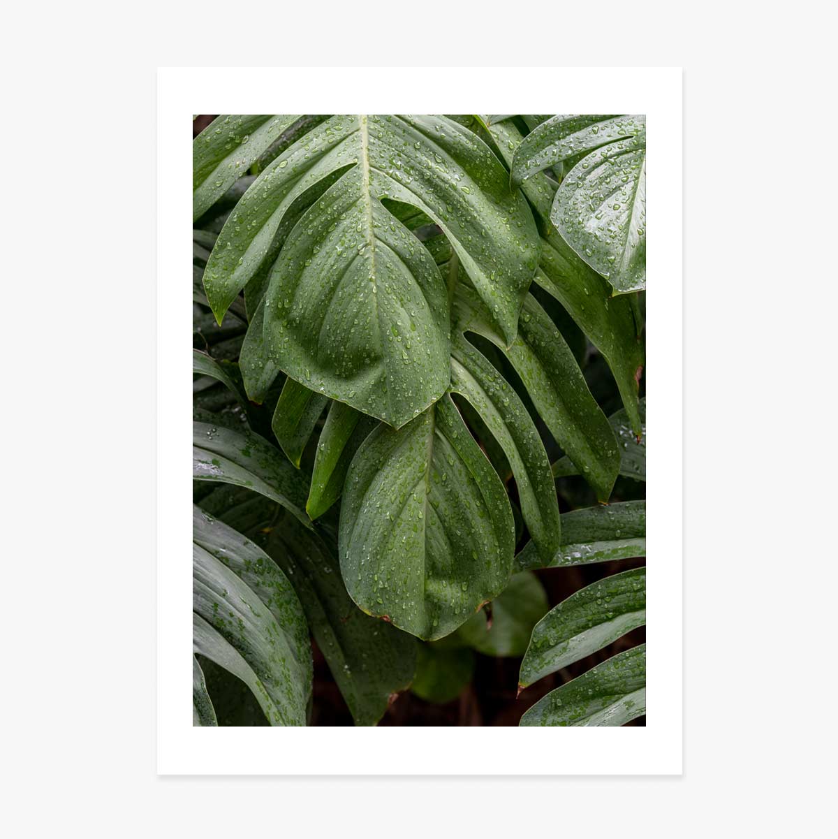 Affiche Monstera