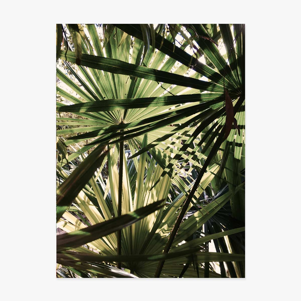 Affiche « Palm tree »