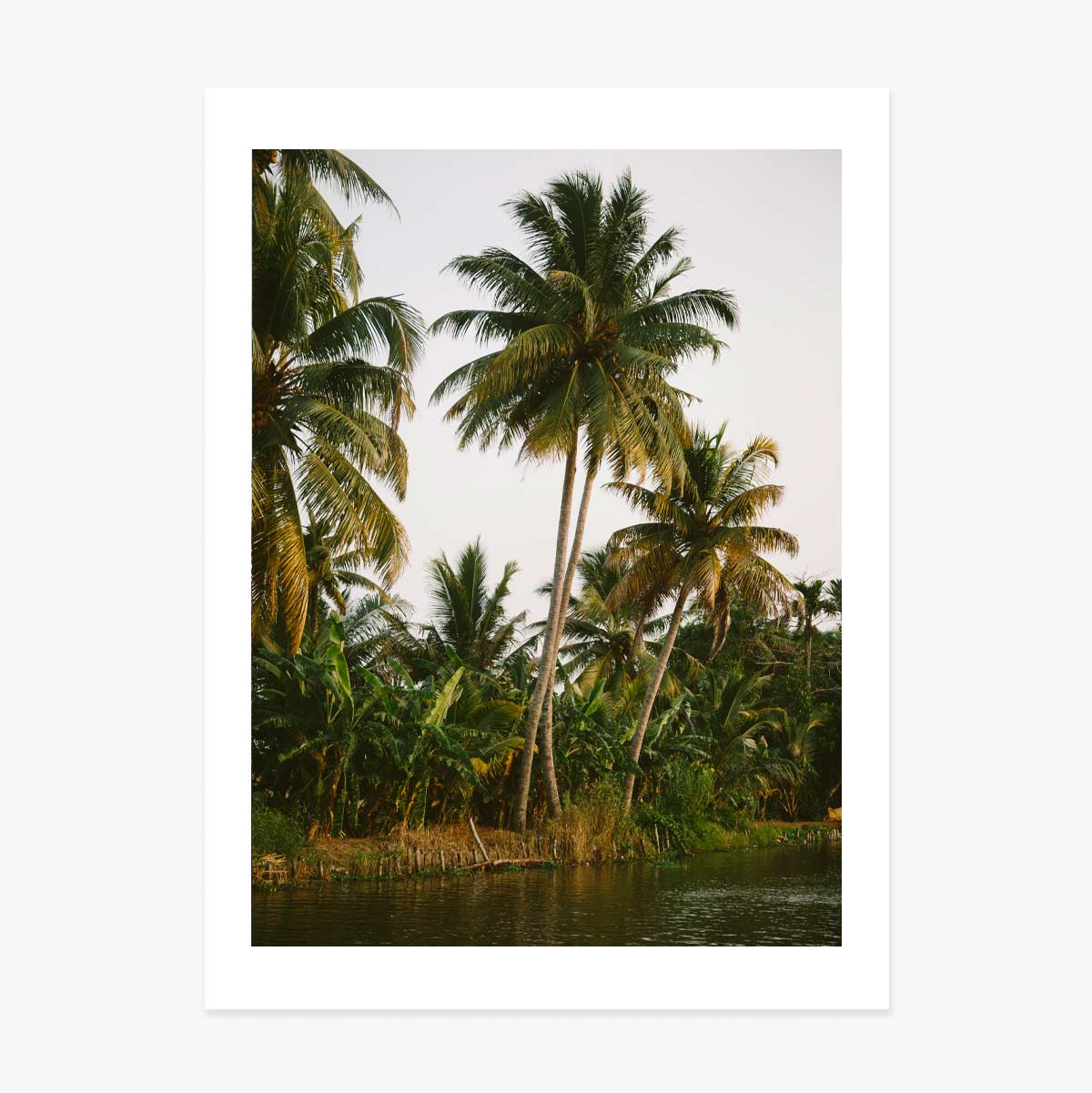 Poster met palmbomen