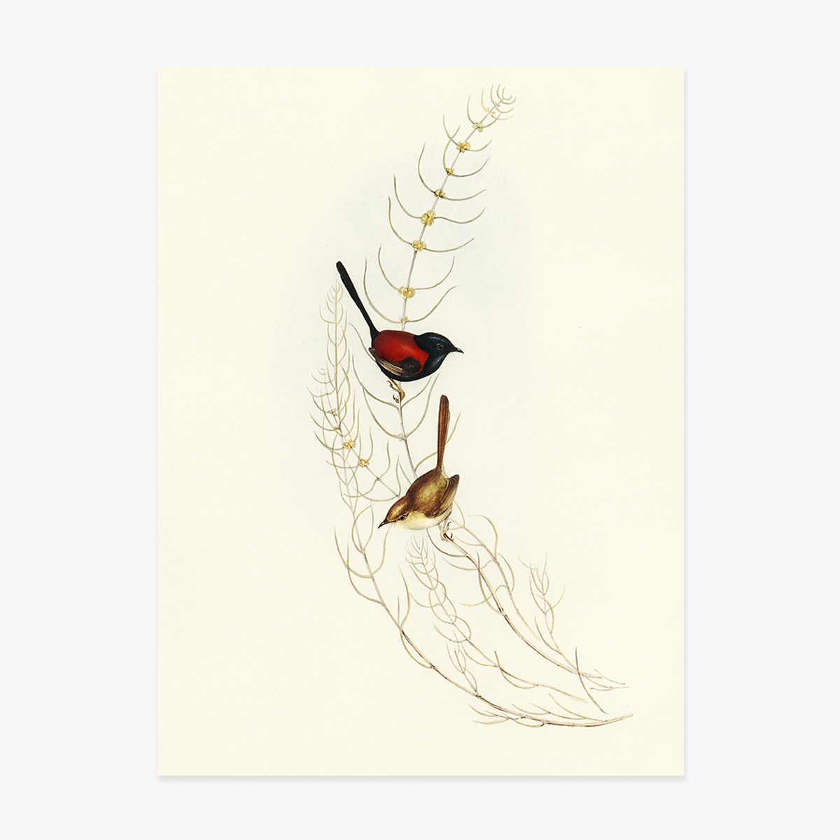 Poster: Kleurrijke vogels op een tak