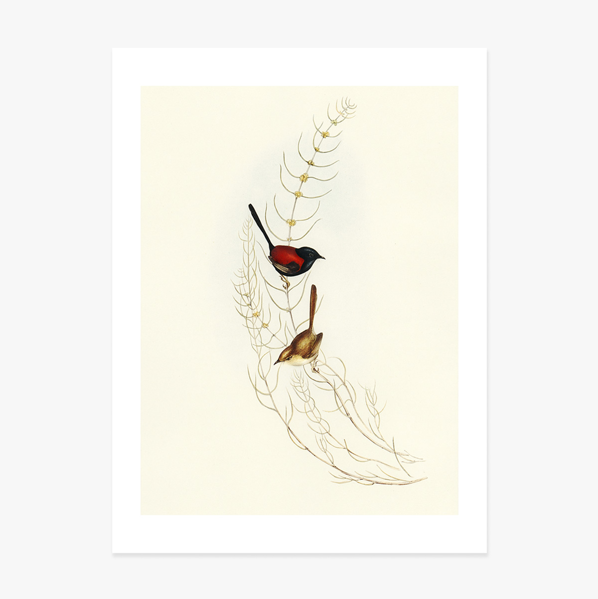 Poster: Kleurrijke vogels op een tak