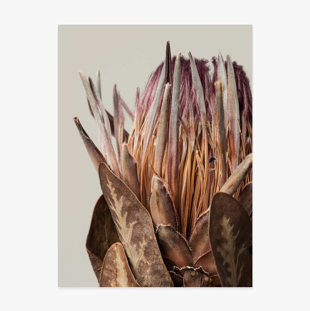 Poster met roze protea