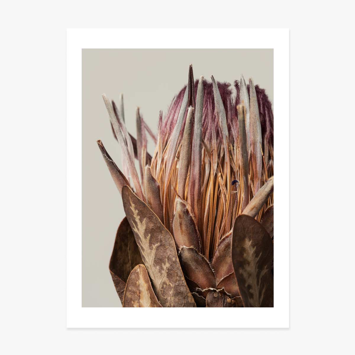 Poster met roze protea
