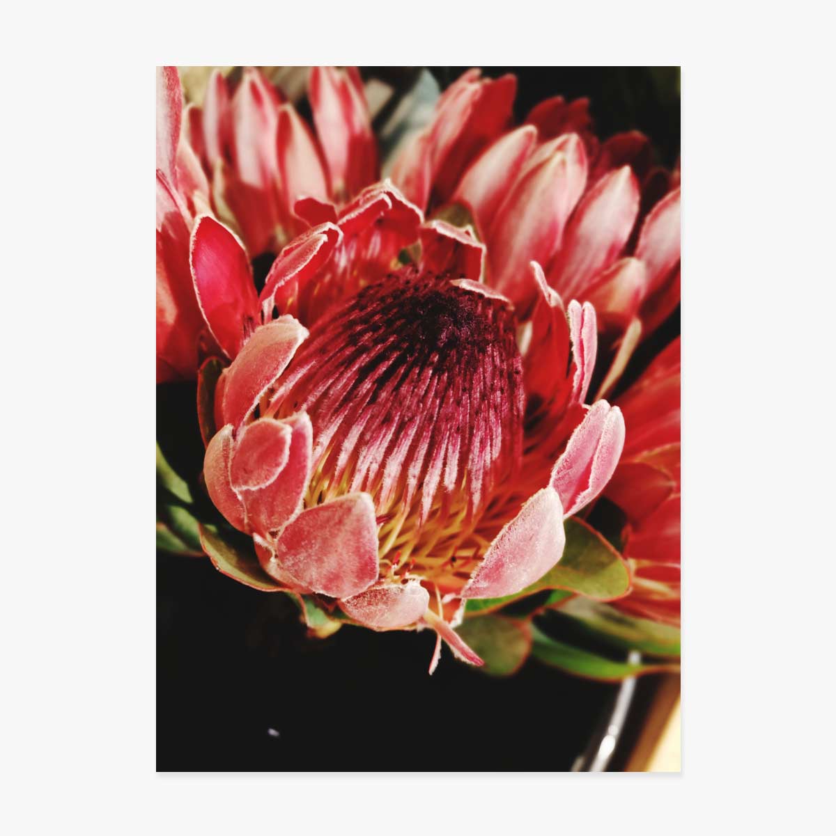 Poster Rode bloem