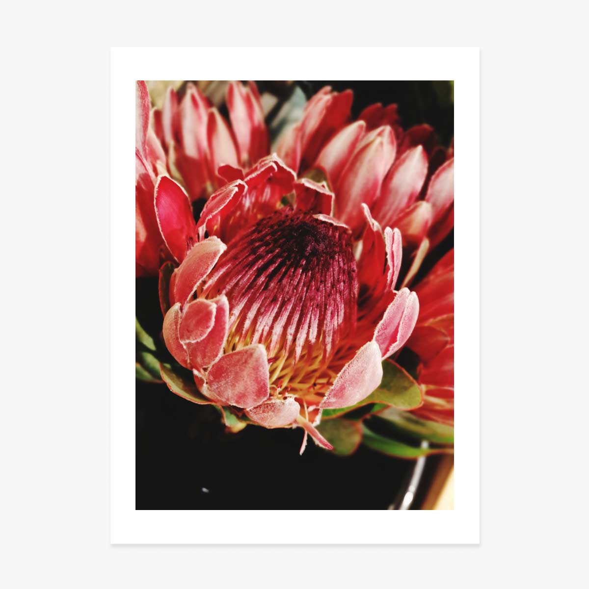 Poster Rode bloem
