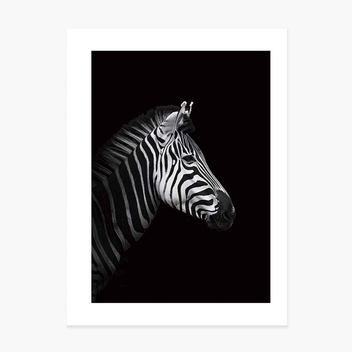 Affiche Zebra